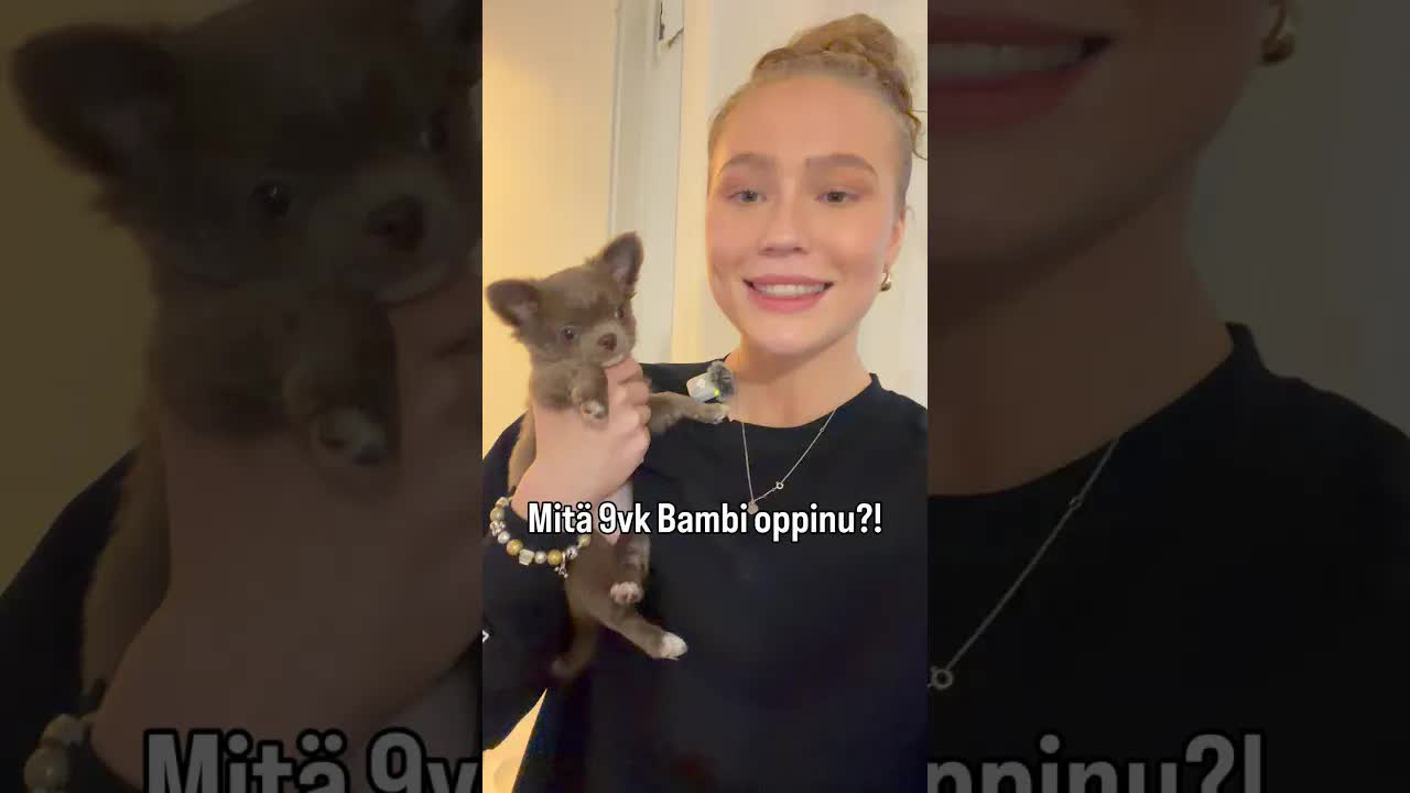 Miten koulutan yhdeksän viikon ikäisen pennun temppuja