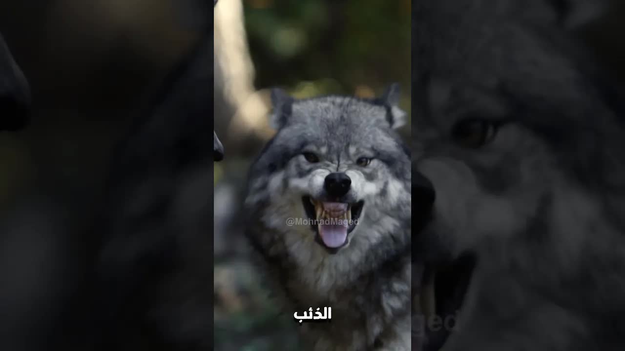 أغرب 5 حيوانات تسرق طعام المفترسات