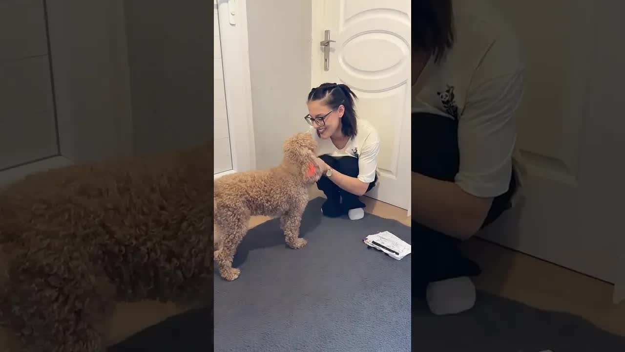 Sınıfta Köpek Var mı?