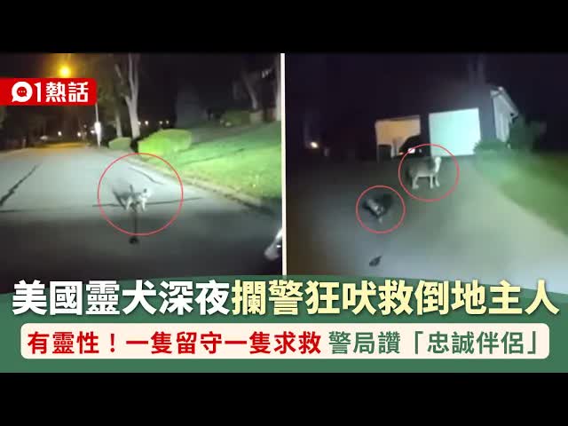 靈犬深夜攔警救主獲讚揚