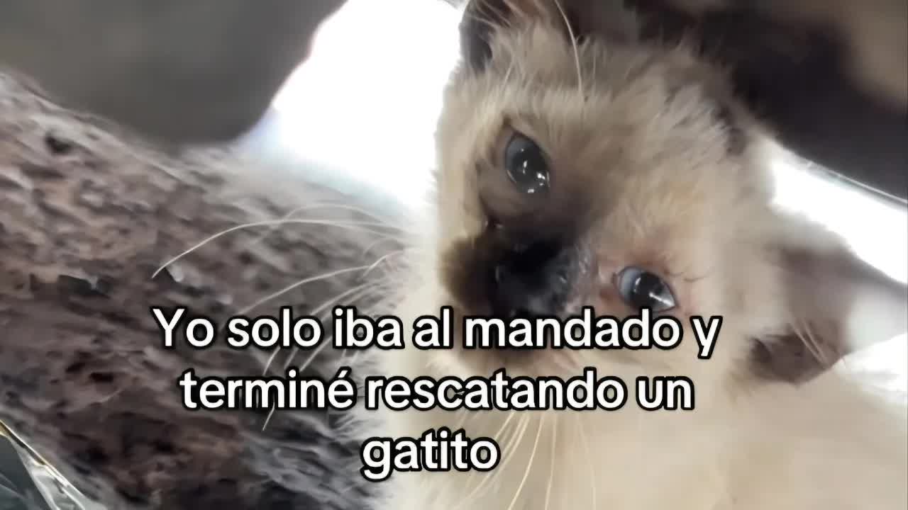 Cómo adopté un gatito en la calle