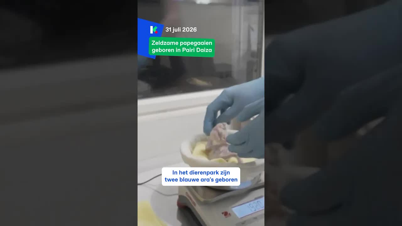 Twee zeldzame papegaaien geboren in dierenpark