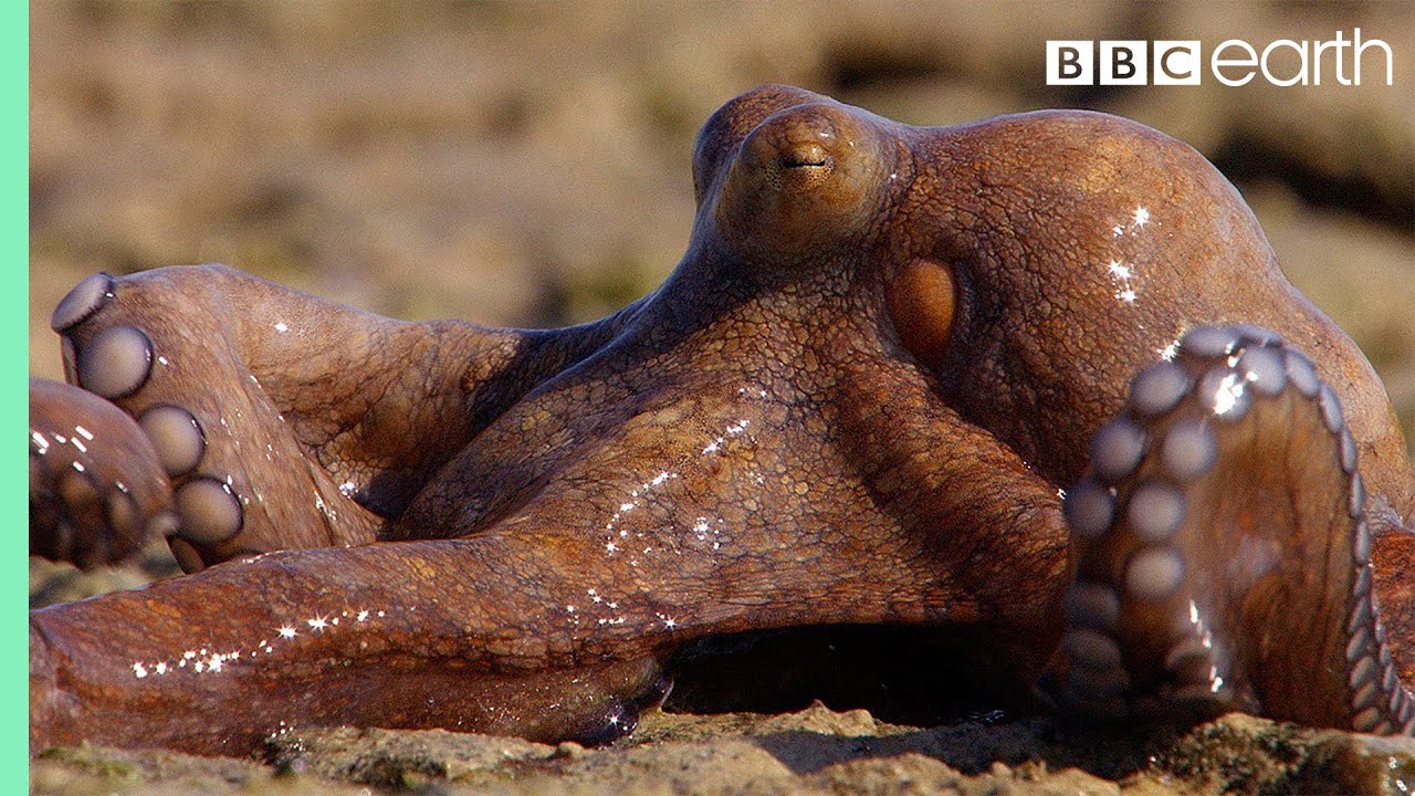 Extraordinary Land-Walking Octopus In Australia