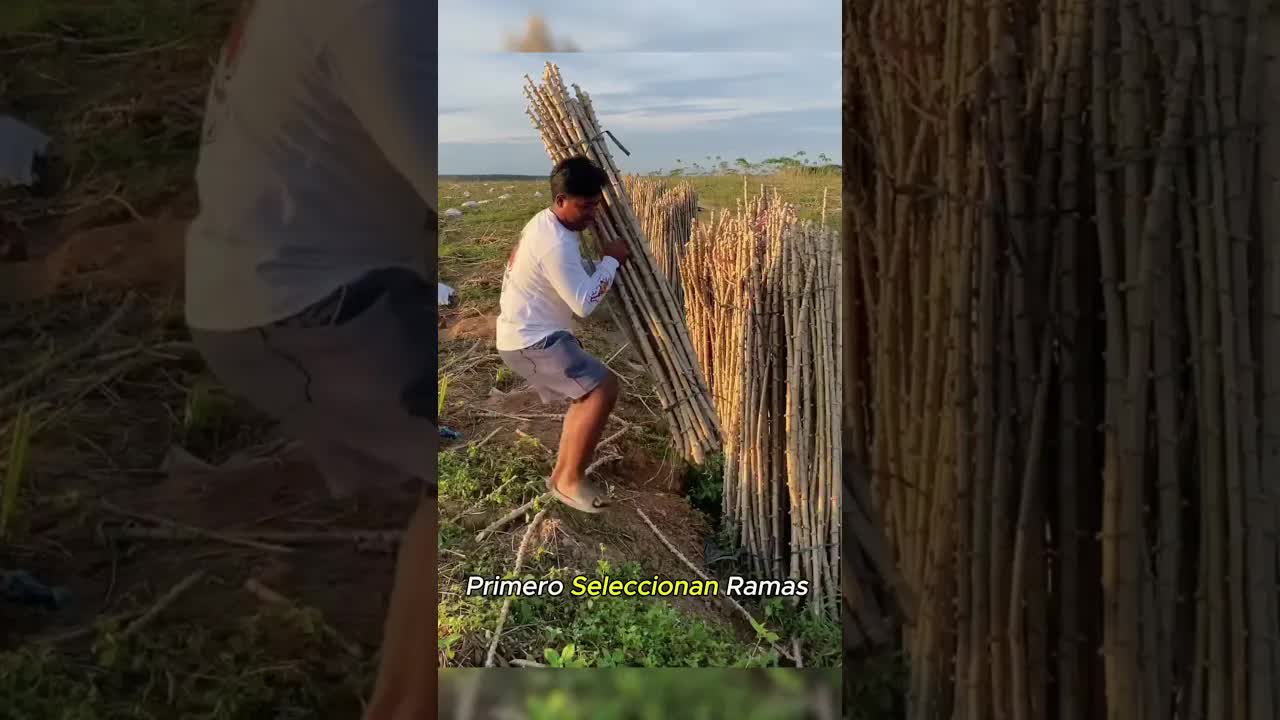 Cómo hacer una cerca viva con yuca