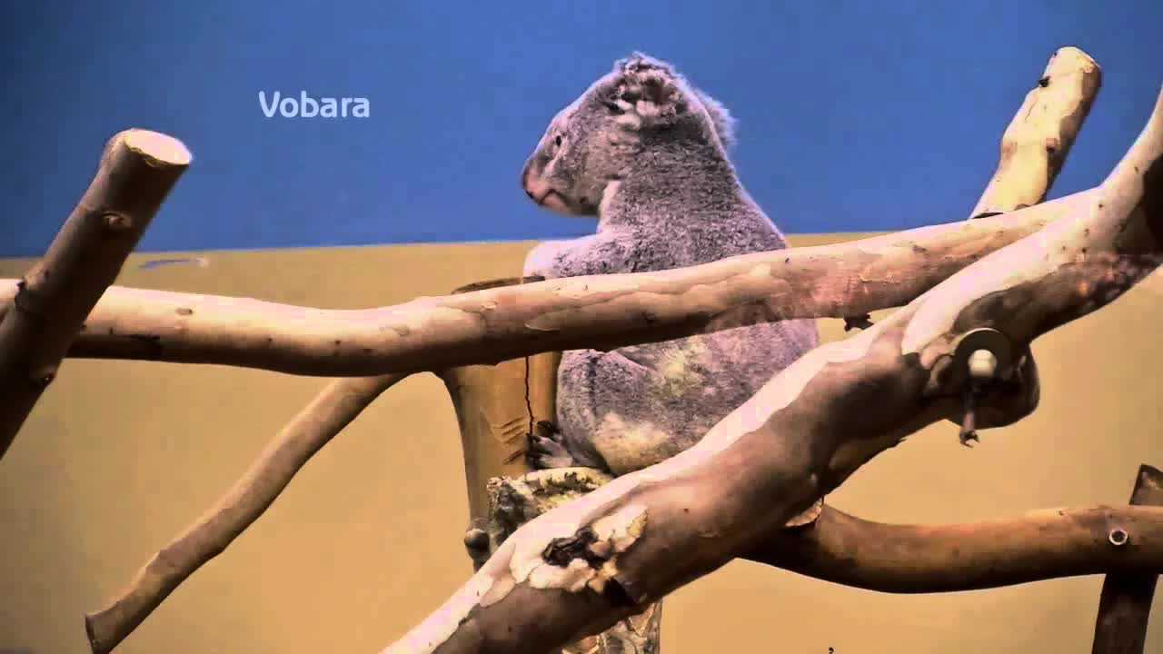 Koalák napi rutinja és mérlegelése