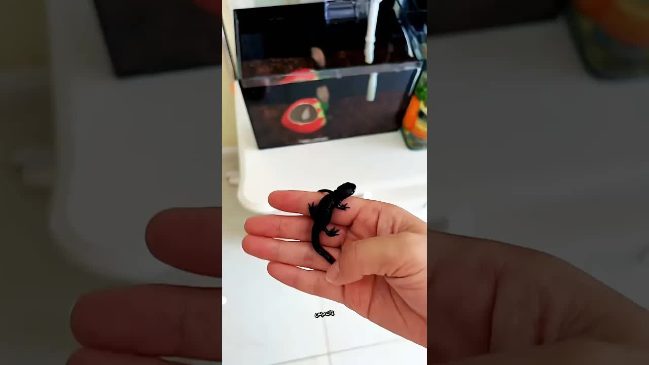 الرئيس يبحث عن منزل السمكة