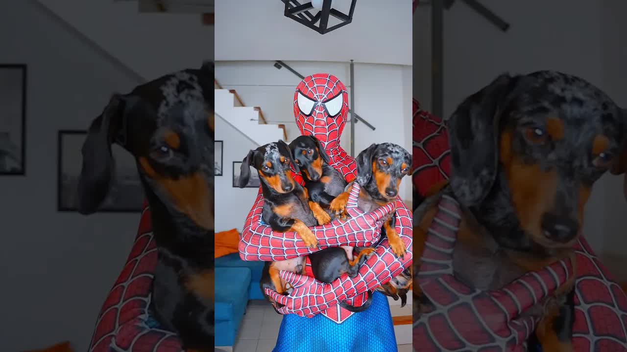Experimento con una araña en casa