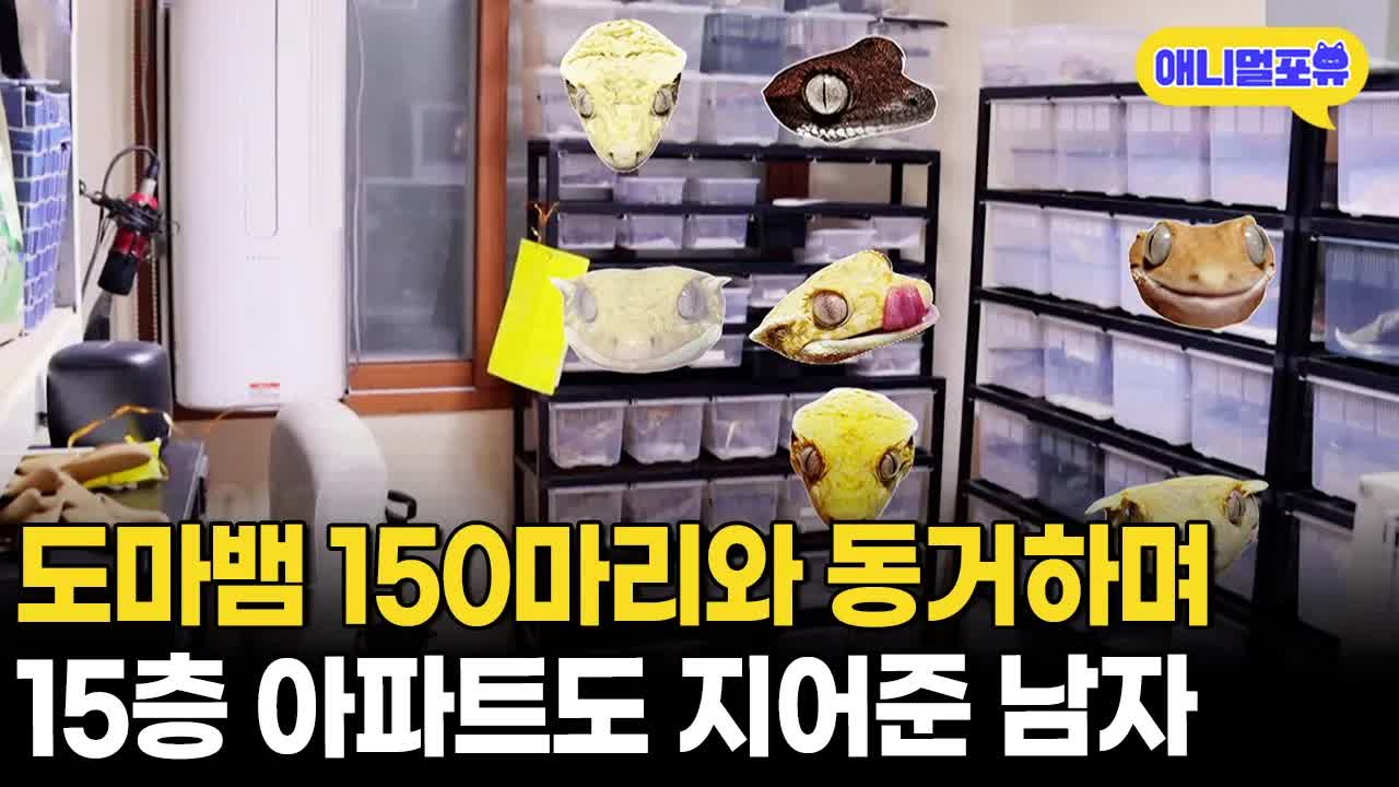 150마리 도마뱀과 함께 사는 일상
