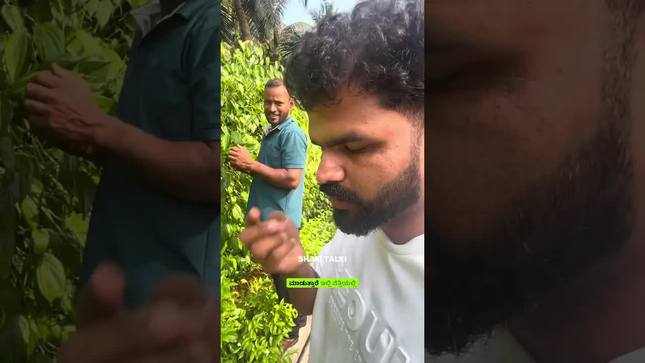 ವೀಳ್ಯದೆಲೆ ತಯಾರಿಕೆ ಮತ್ತು ಹಳ್ಳಿ ಜೀವನದ ರಹಸ್ಯಗಳು