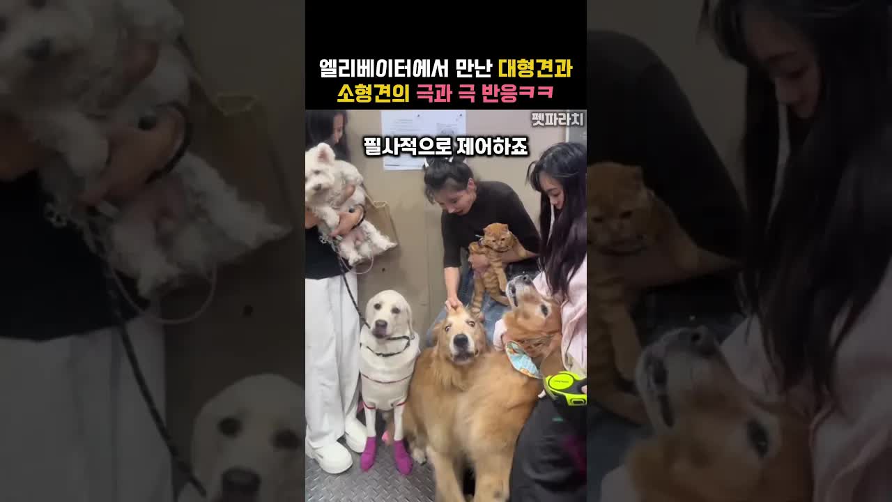 엘리베이터에서 대형견과 소형견의 반응