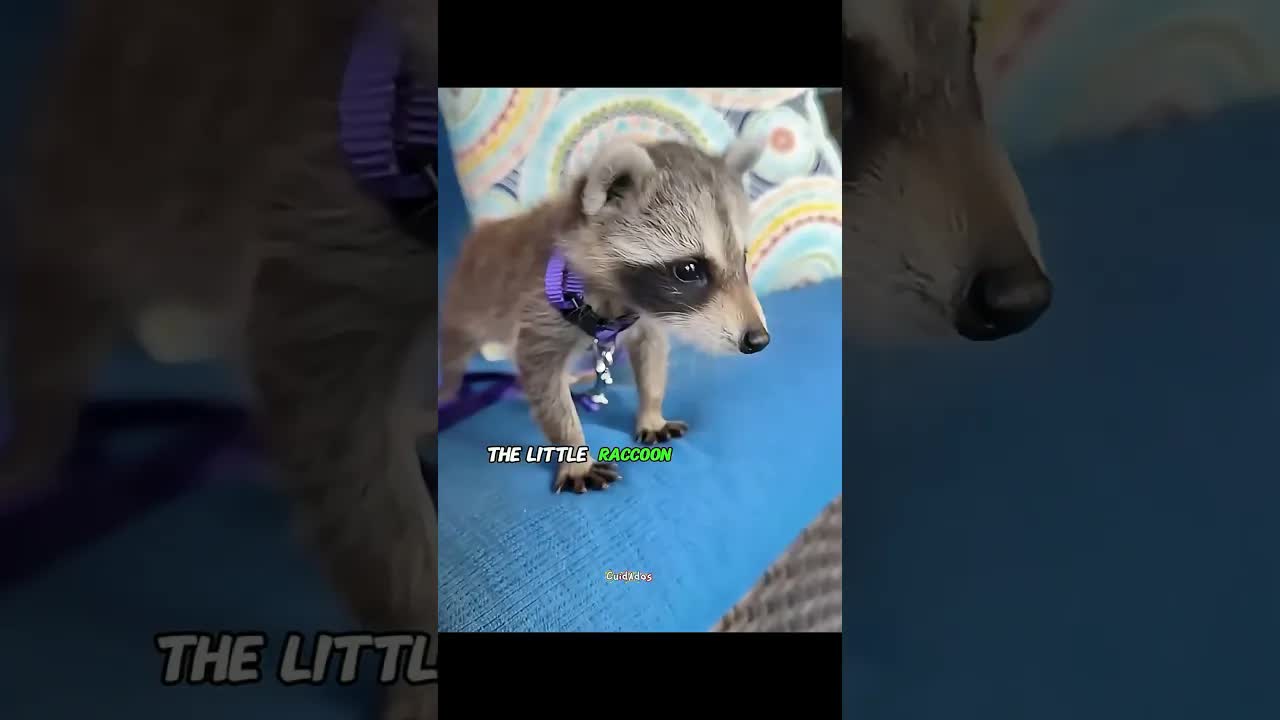 Una mujer salva a un mapache bebé y lo cría como hijo