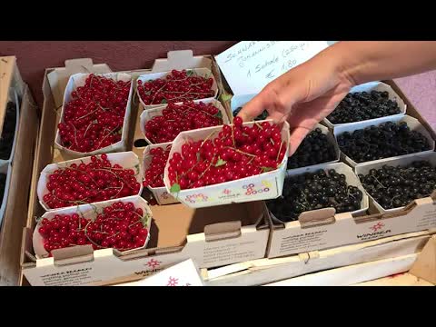 Eine Reise zu den Hofläden in Vorarlberg