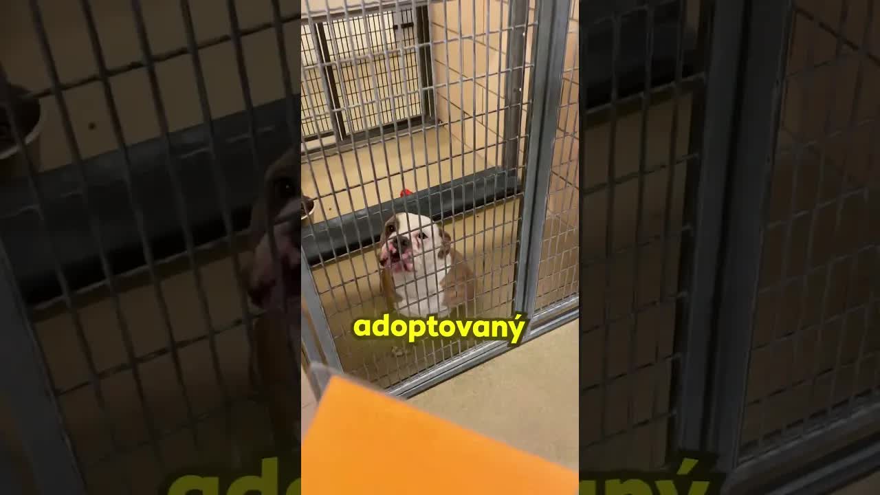 Pejsek z útulku konečně našel domov