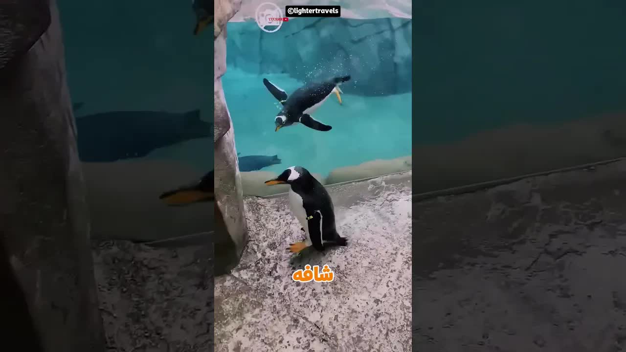 بطريق تائه يعود إلى صديقه