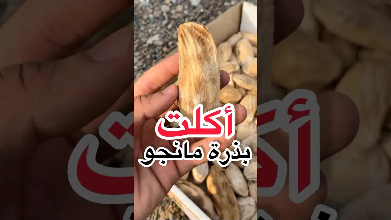 تجربة تذوق بذر المانجو
