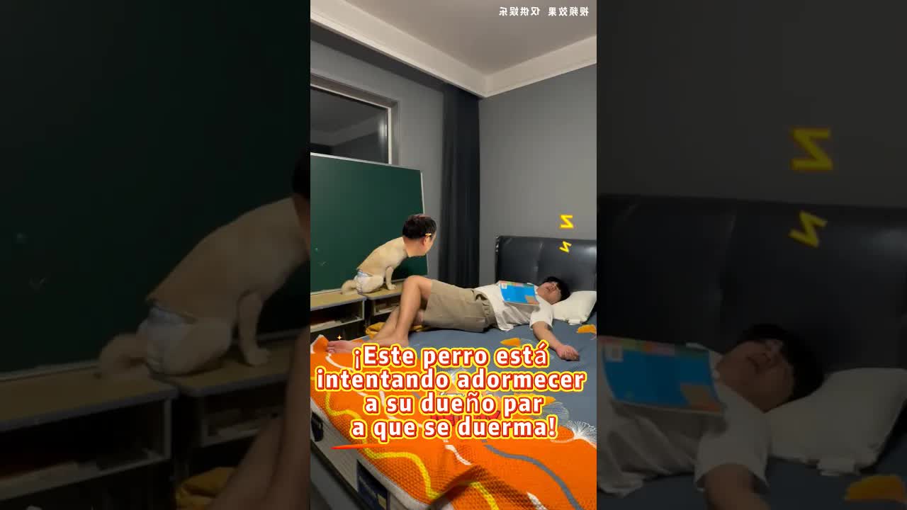 Este perro no tiene sueño