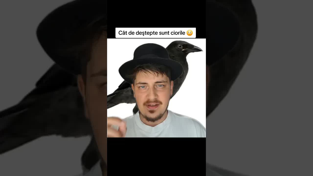 Cât de deștepți sunt ciorile și corbii