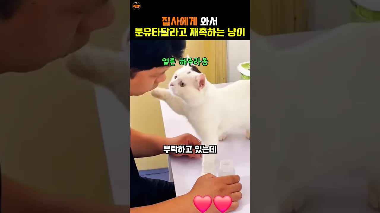 분유타달라고 부탁하는 고양이