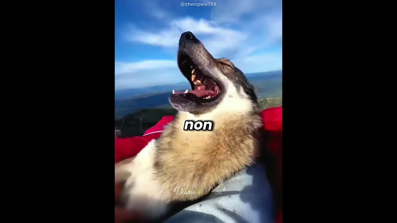 Il cane che voleva le coccole del mattino