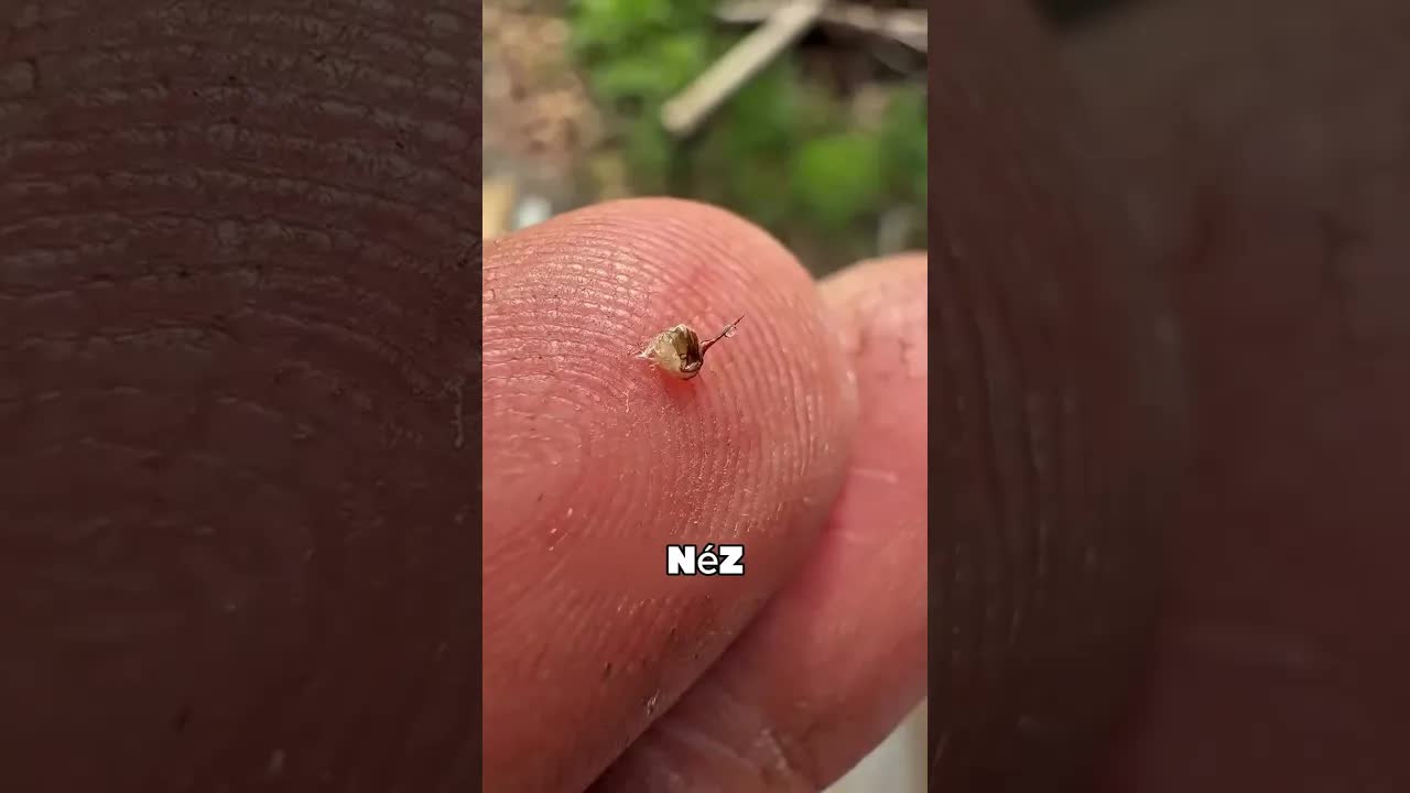 Mit tegyél méhcsípés esetén?