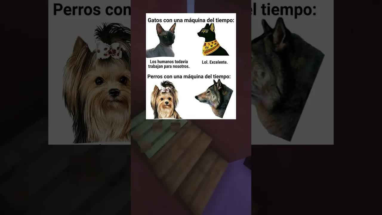 Gatos y perros con una máquina del tiempo