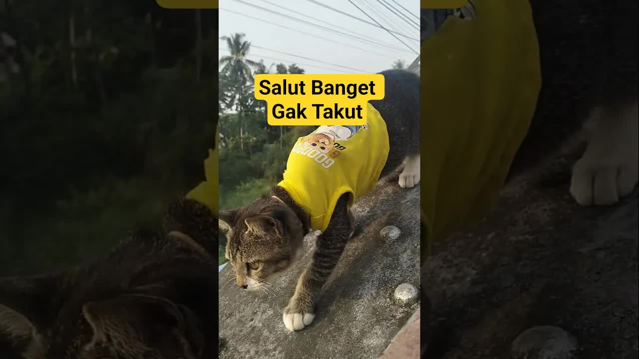 Kucing Petualang Santai di Atas Jembatan