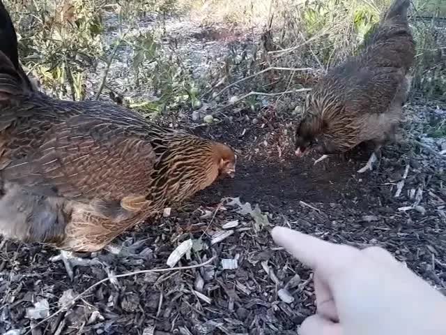 小鸡在菜园里帮忙吃剩菜