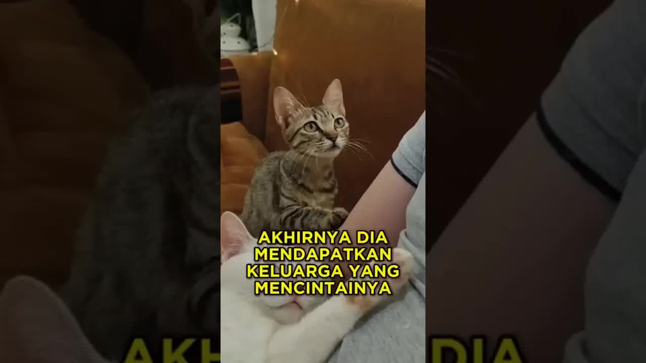 Kisah kucing pemalu yang belajar arti cinta