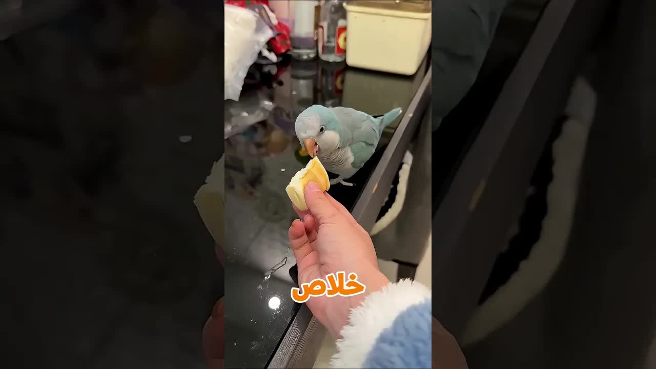 تقسيم العيش على الحيوانات الأليفة