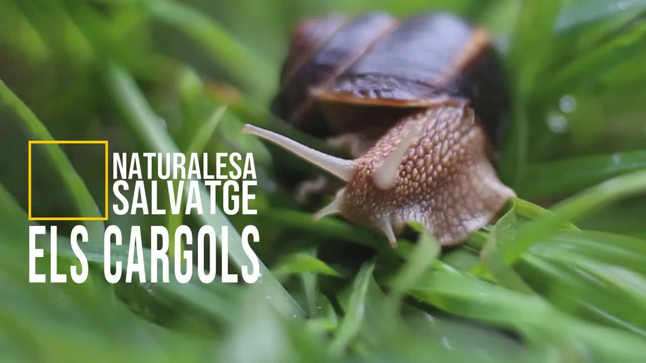 Els cargols: la fúria indomable de la natura
