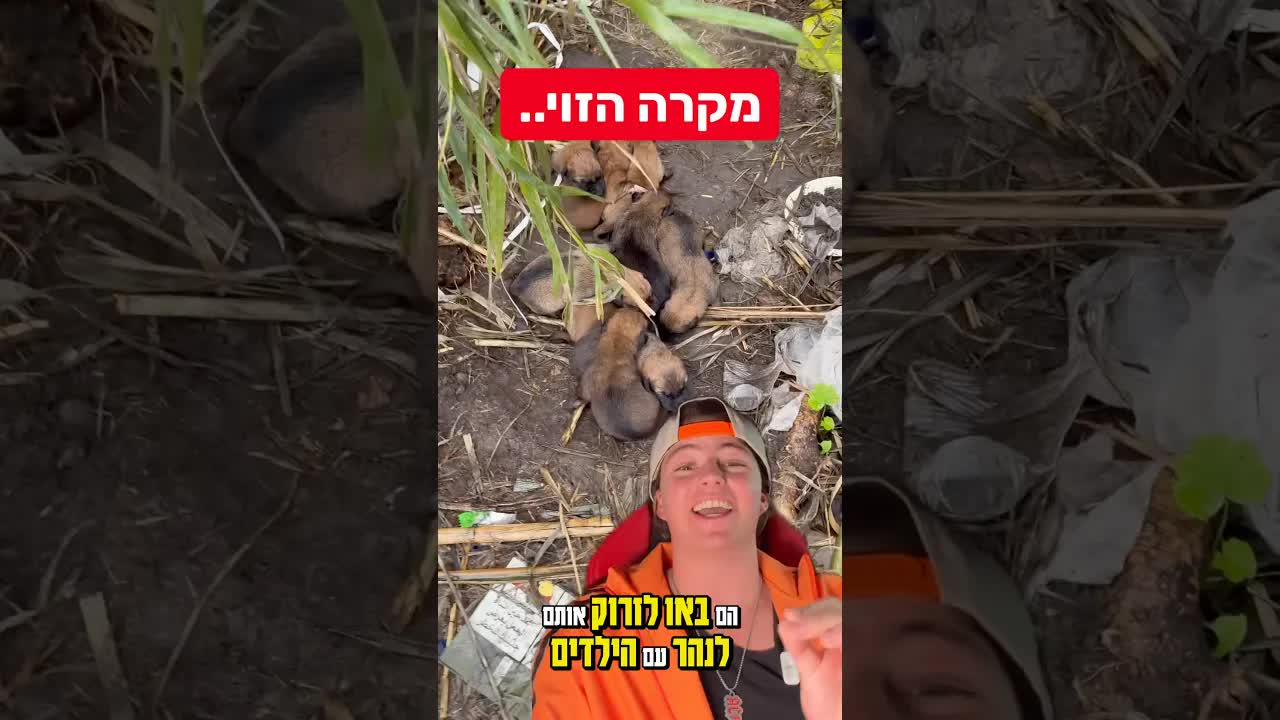 סטורטיים: מצאנו 9 גורי כלבים בנהר