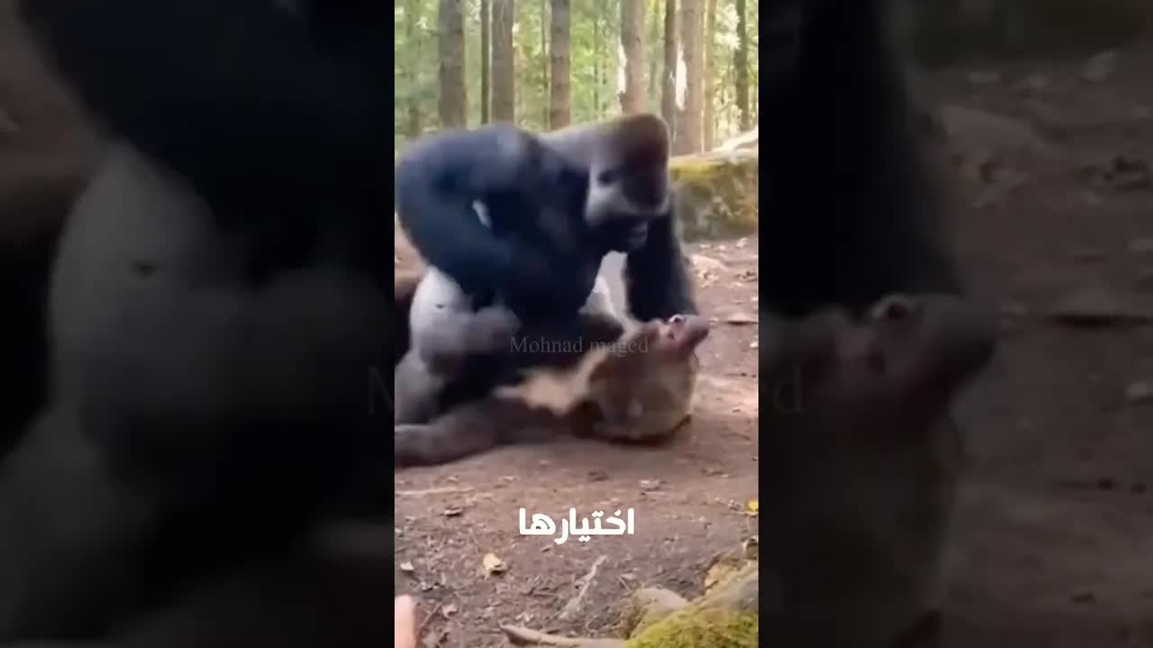 أقوى 5 مفترسات اختارت فريسة غلط