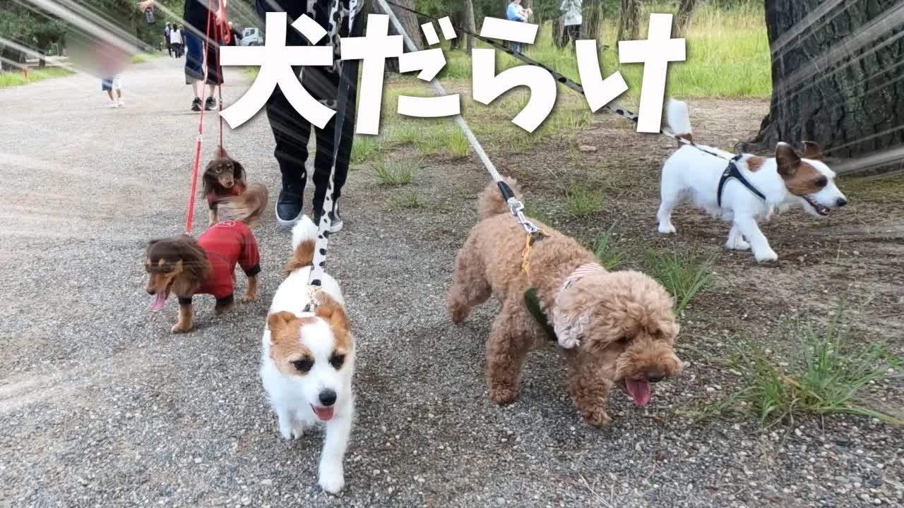 犬5匹で天橋立をお散歩
