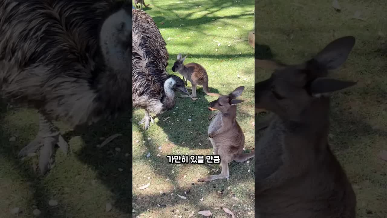 캥거루의 흥미로운 특징들