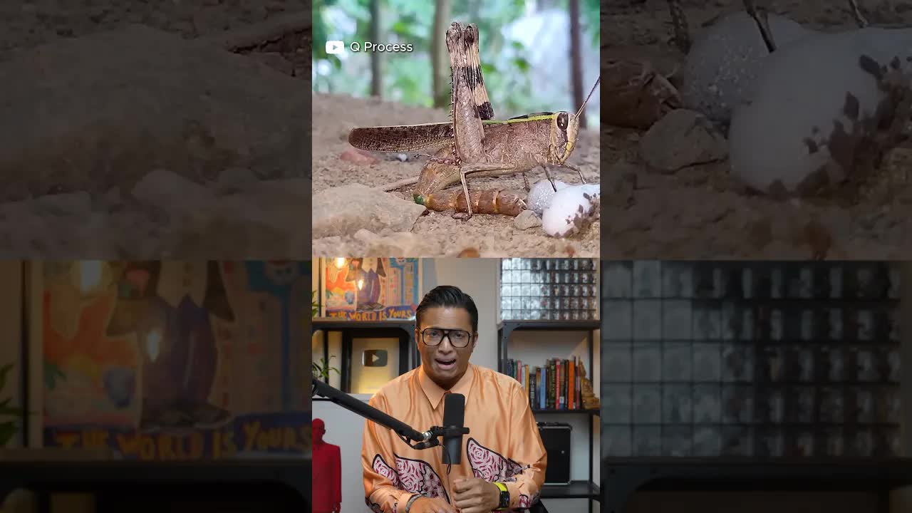 Penternakan Belalang di China