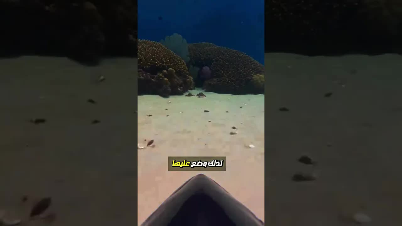 ما فعلته سمكة التونة يفاجئ الصياد