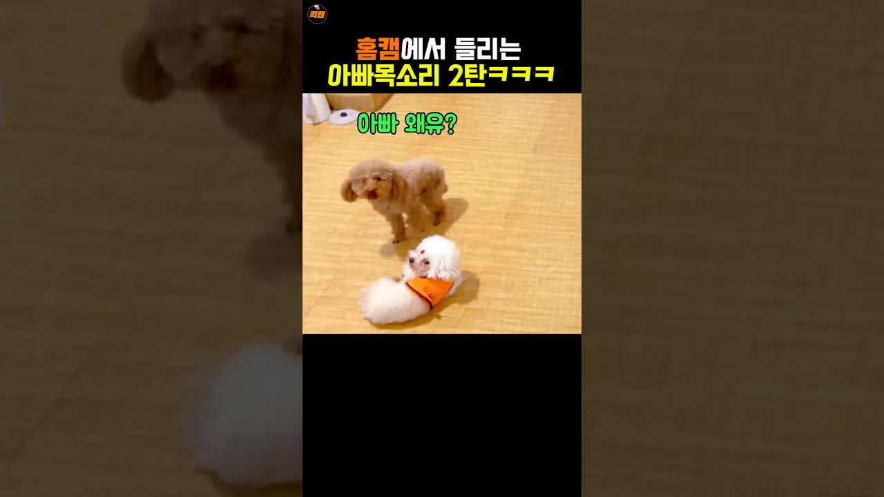 미미와 송이가 아빠 목소리에 반응하다