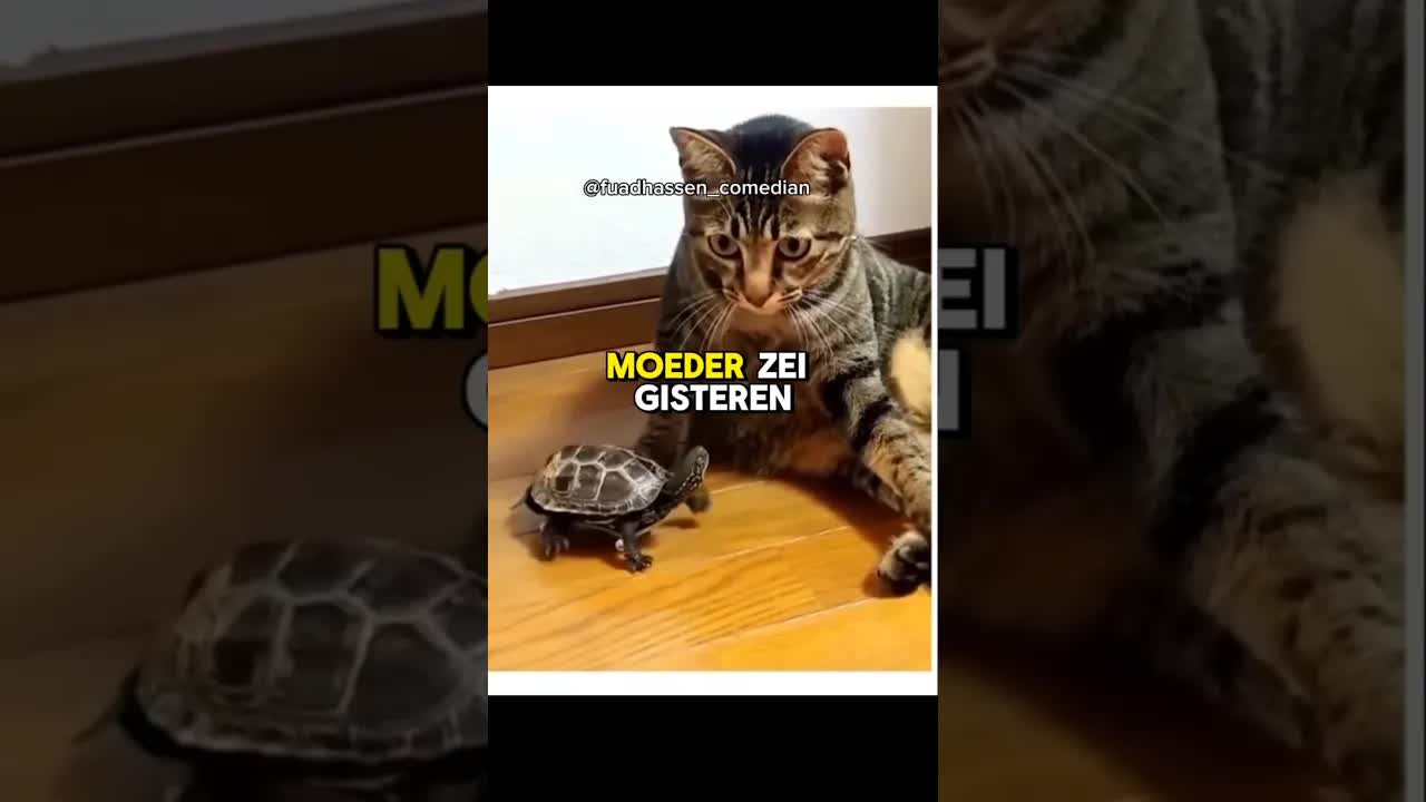 Ruzie met kat: grappige voiceover