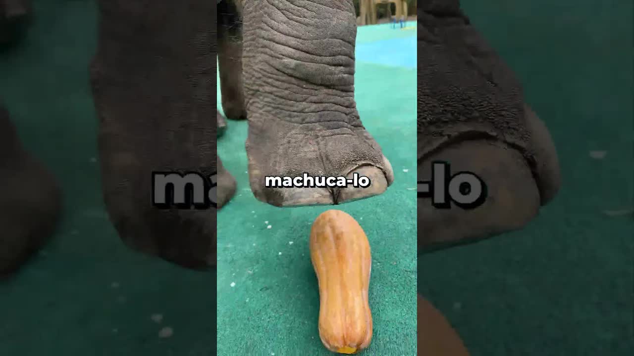 Elefante mostra força mas poupa homem
