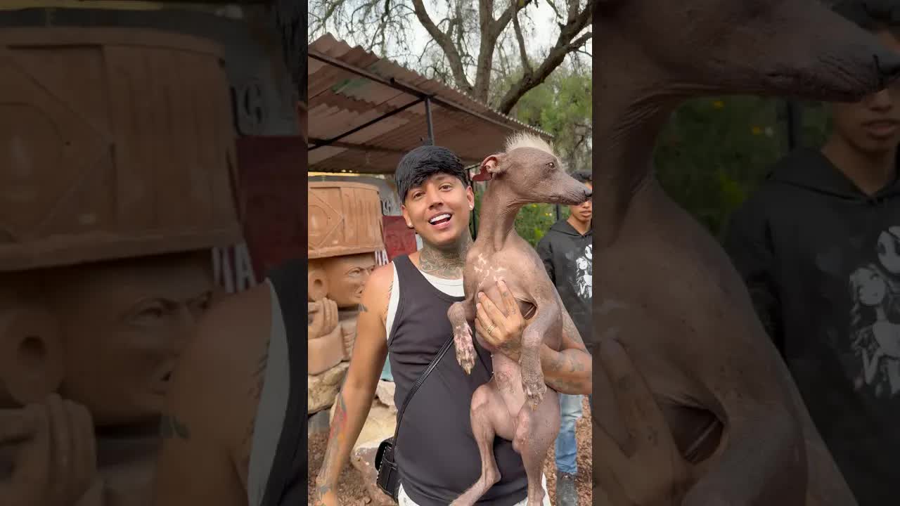 Adoptando a Dante, mi perrito de México