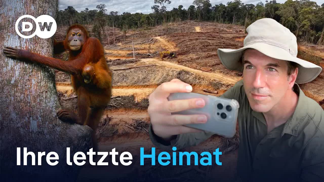 Kampf um Borneos Orang-Utans und Regenwald