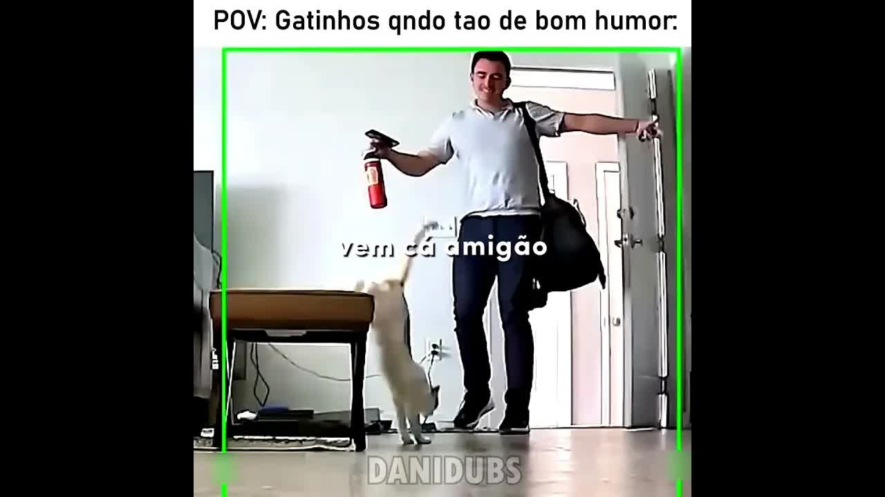 O gatinho vai te receber com carinho