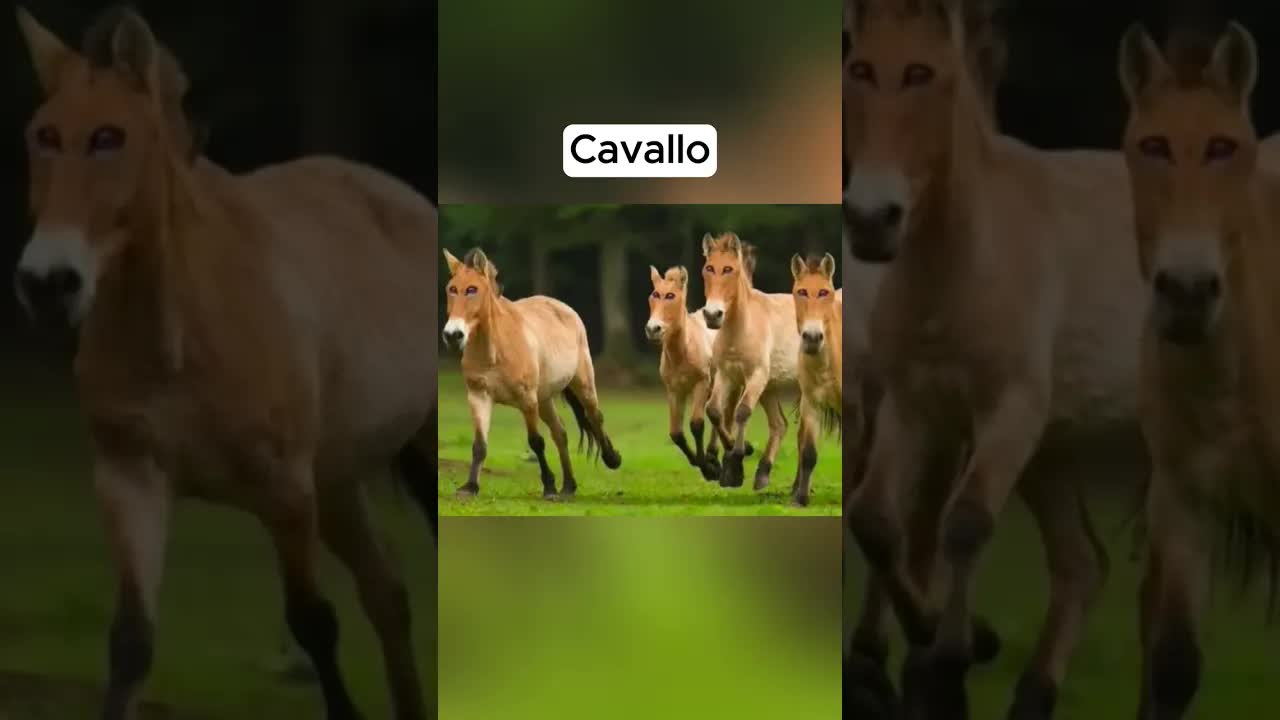 Animali con gli occhi davanti