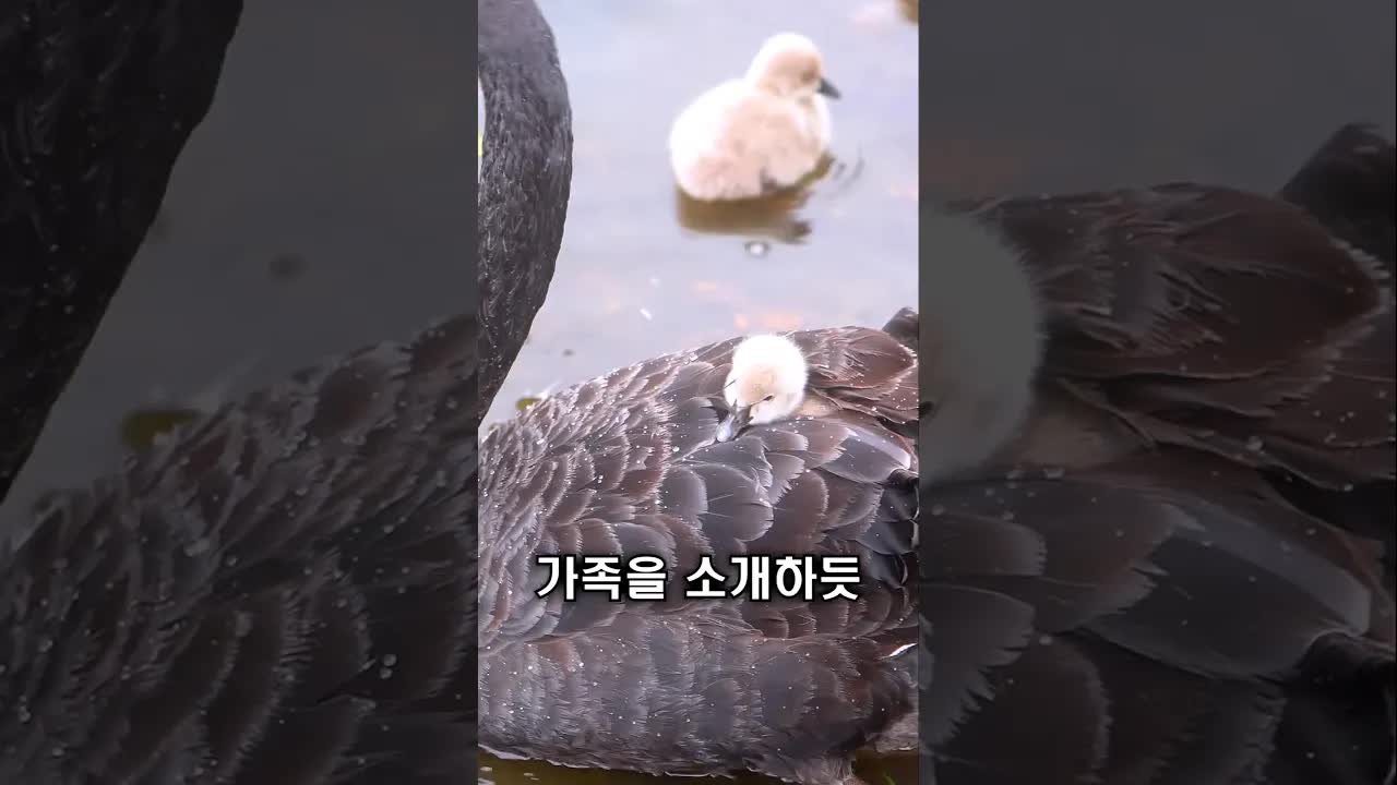 검은 고니, 은인을 찾아온 감동 이야기