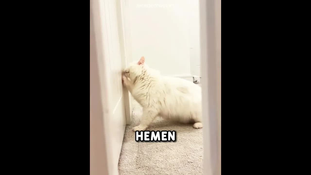Sağır Kedim Beni Eve Geldiğimi Anlıyor