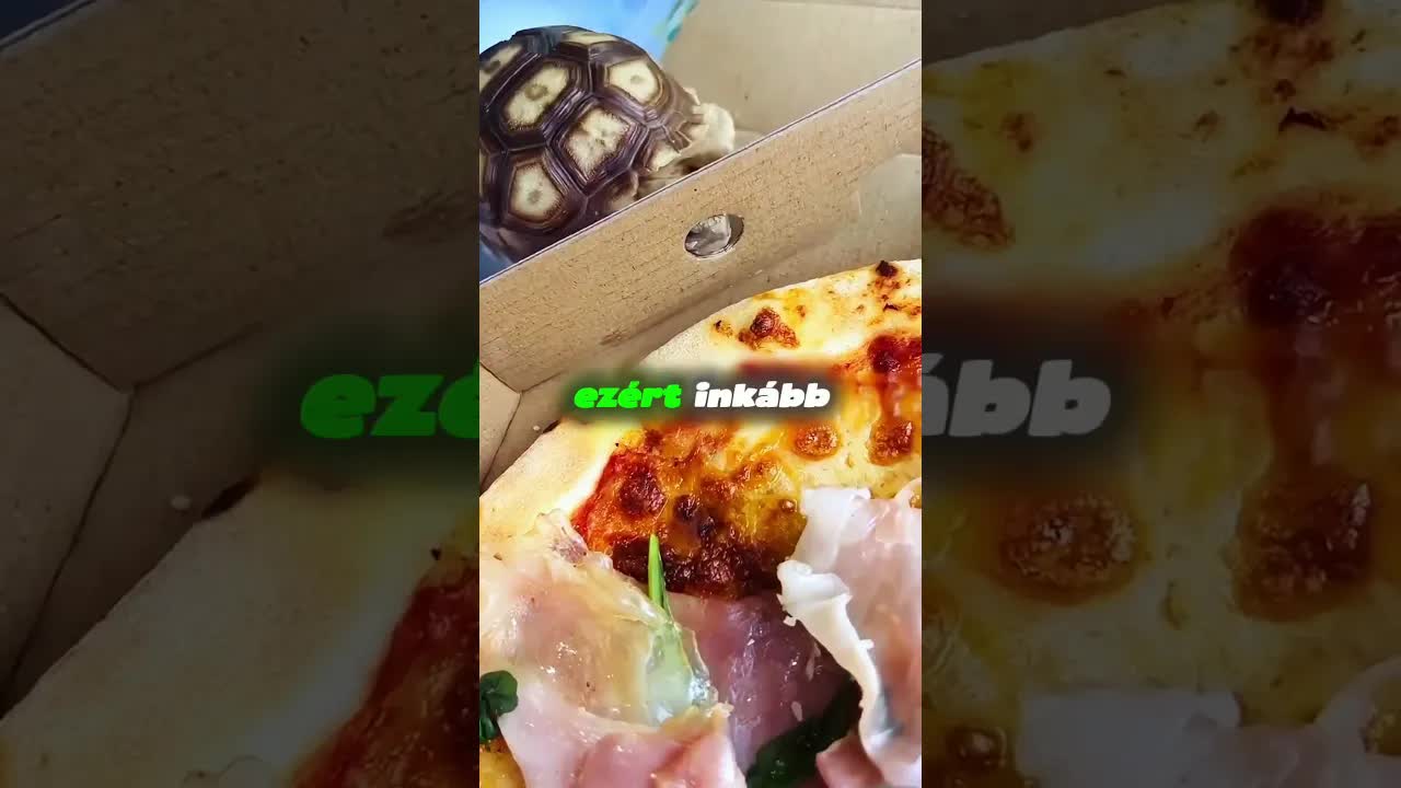A teknős és a nyúl versenye