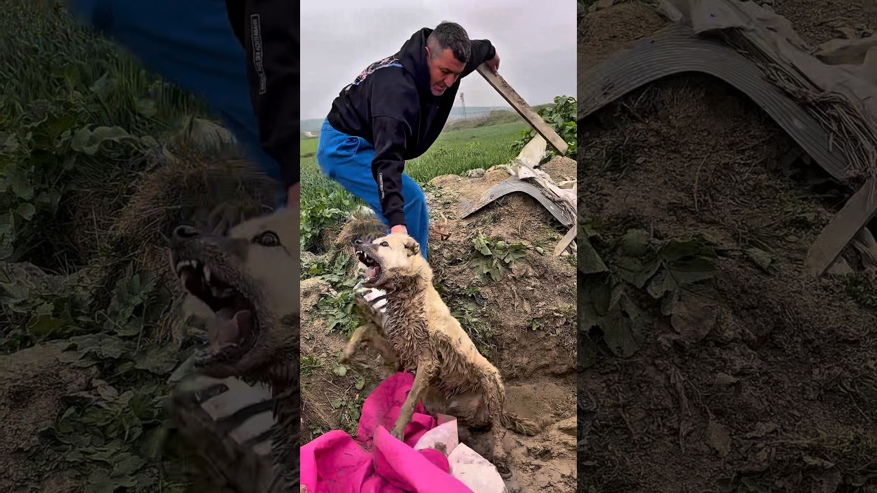Köpekle Çamurda Eğlenceli Anlar
