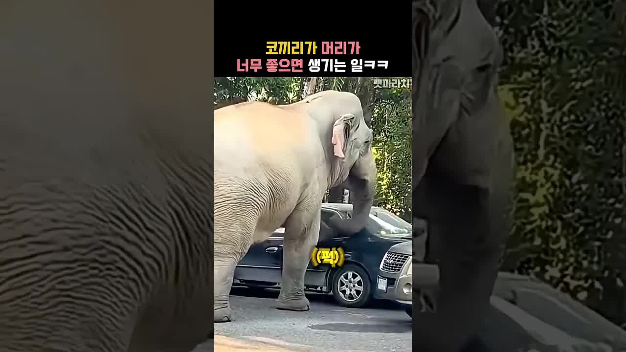 코끼리의 똑똑하고 귀여운 행동들