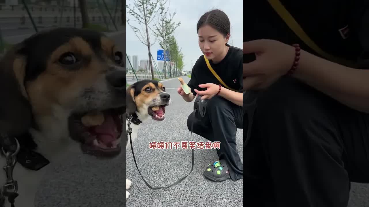 高冷铁包金狗狗的遛弯日常