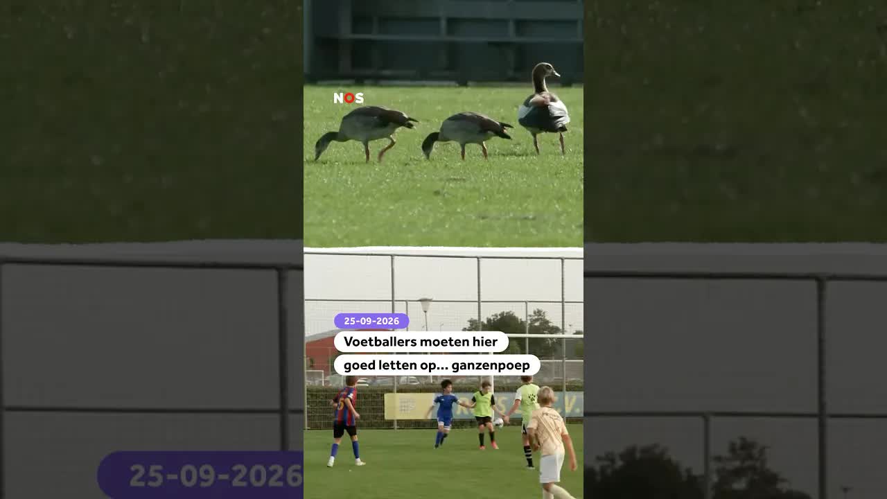 Ganzenpoep op het voetbalveld
